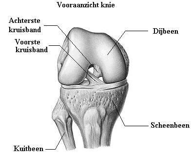 Knie_2