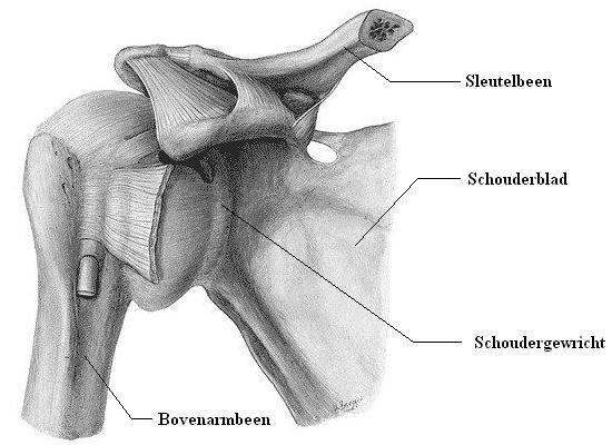 Schouder1