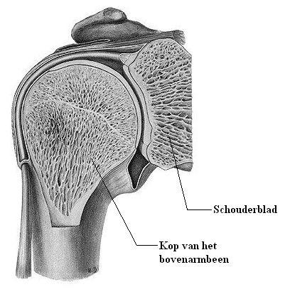 Schouder2